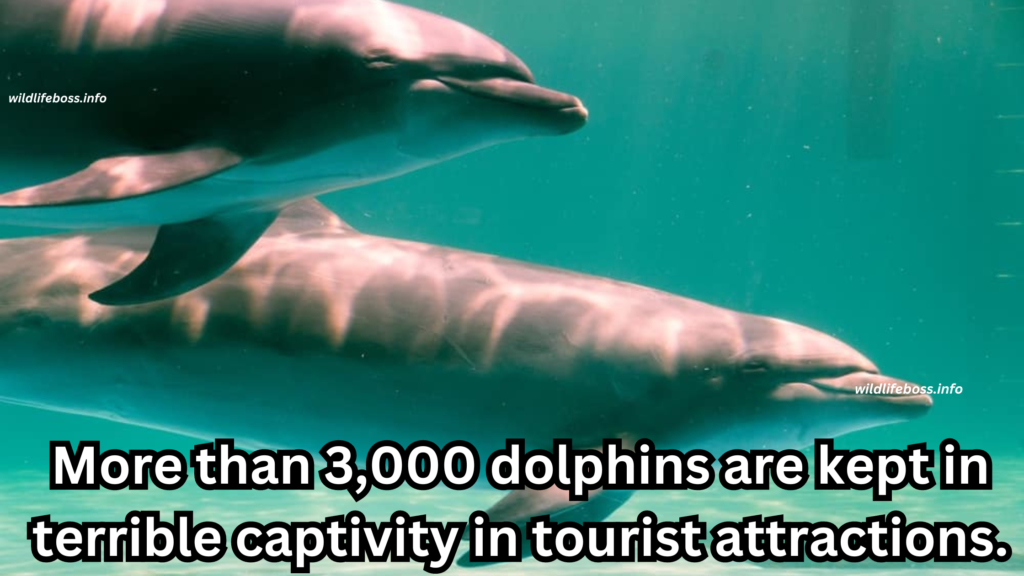 More than 3,000 dolphins are kept in terrible captivity in tourist attractions.