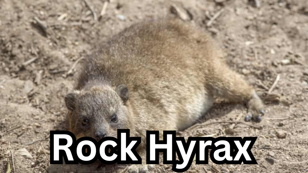 Rock Hyrax