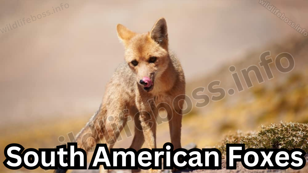 South American Foxes