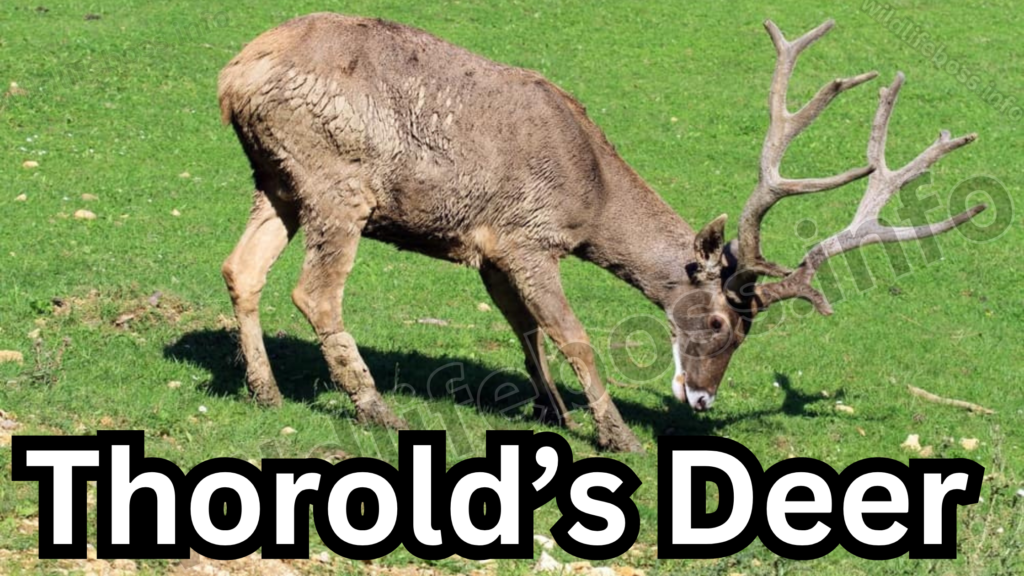 Thorold’s Deer