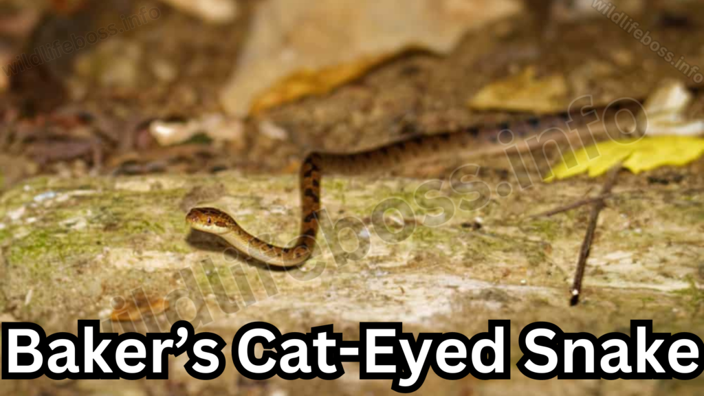 Baker’s Cat-Eyed Snake