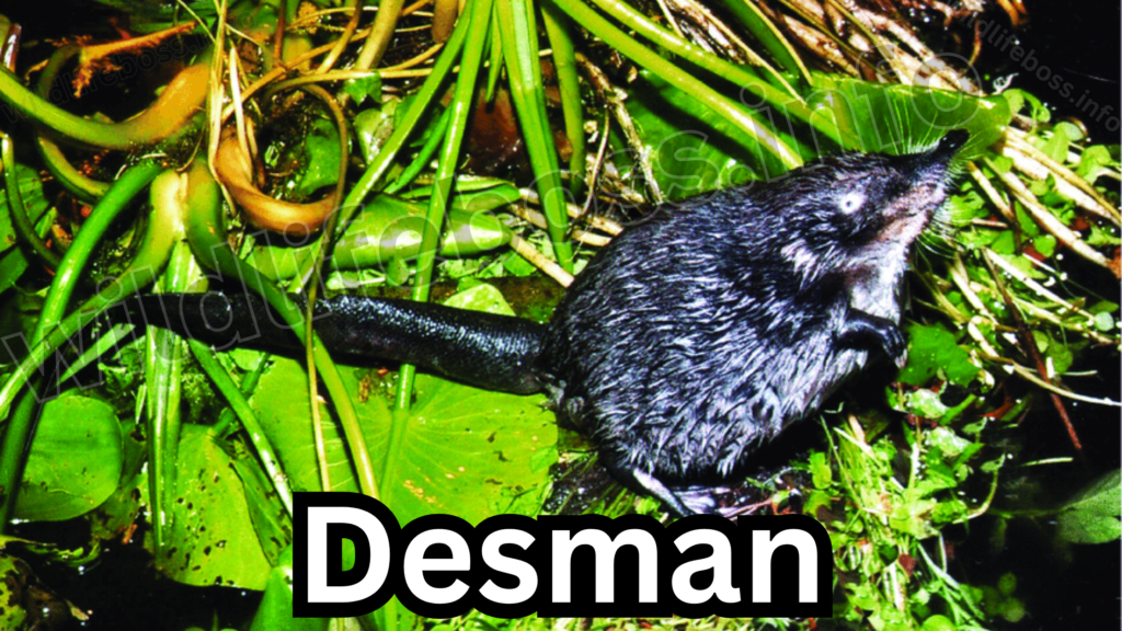 Desman