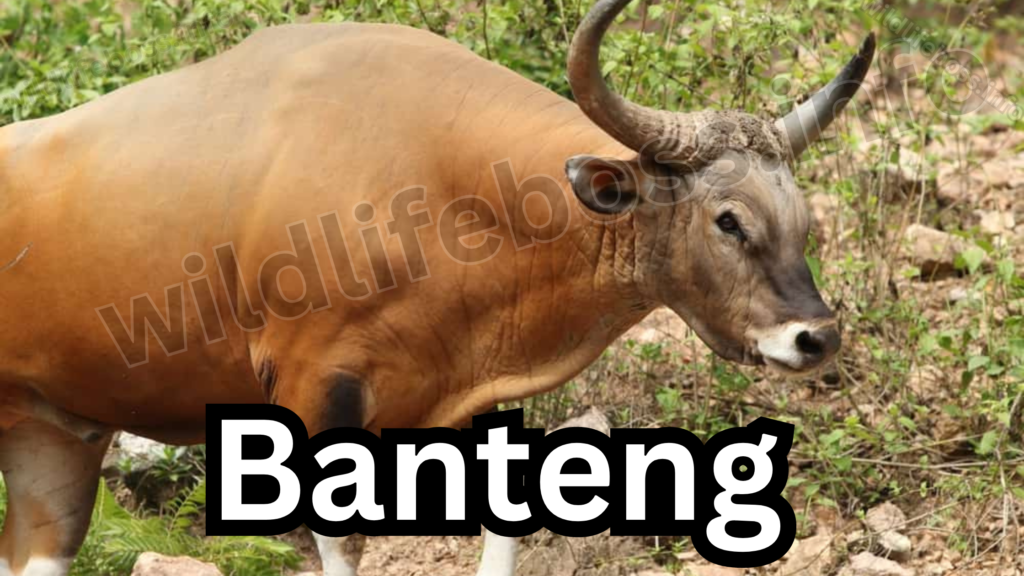 Bantengs are the animals like cows 