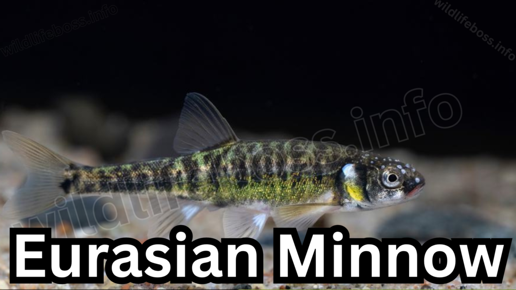 Eurasian Minnow