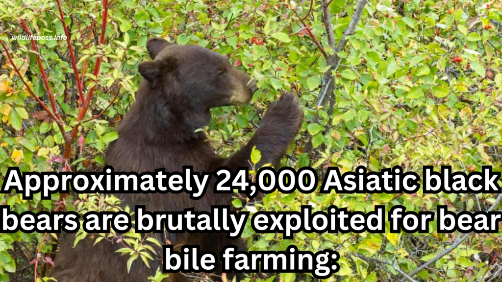 Approximately 24,000 Asiatic black bears are brutally exploited for bear bile farming: