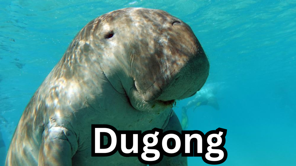 Dugong