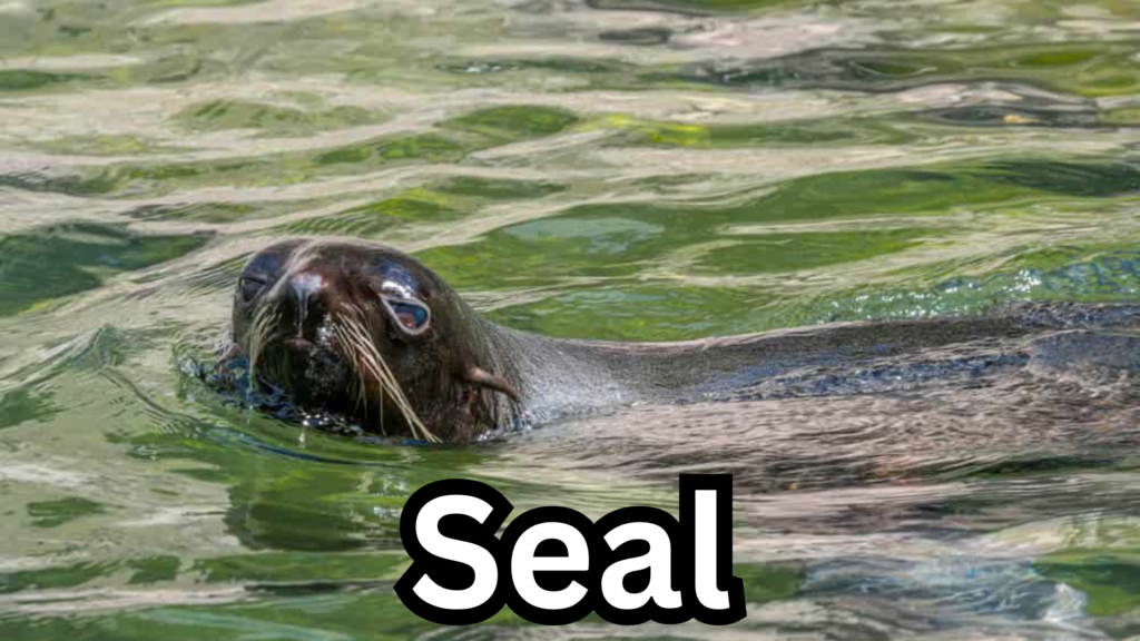 Seal