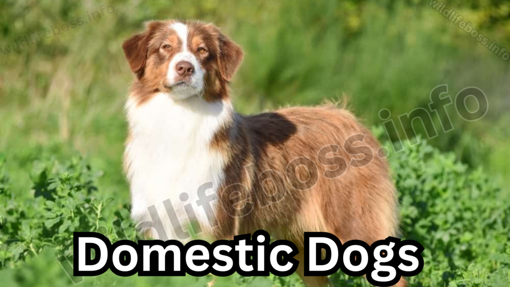 Domestic Dogs