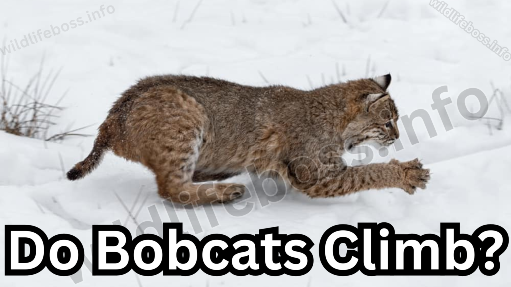 Do Bobcats Climb?