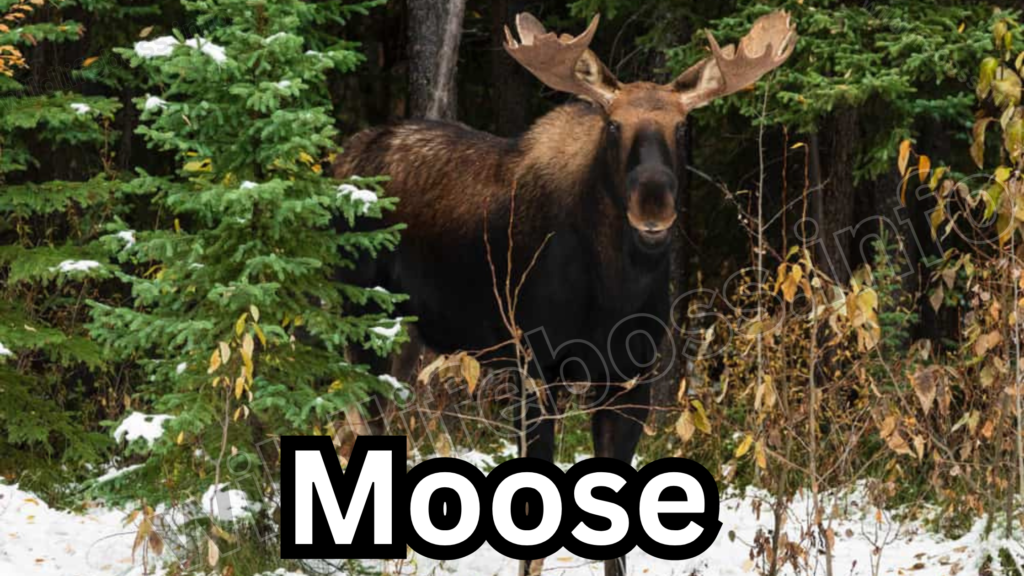 Moose 