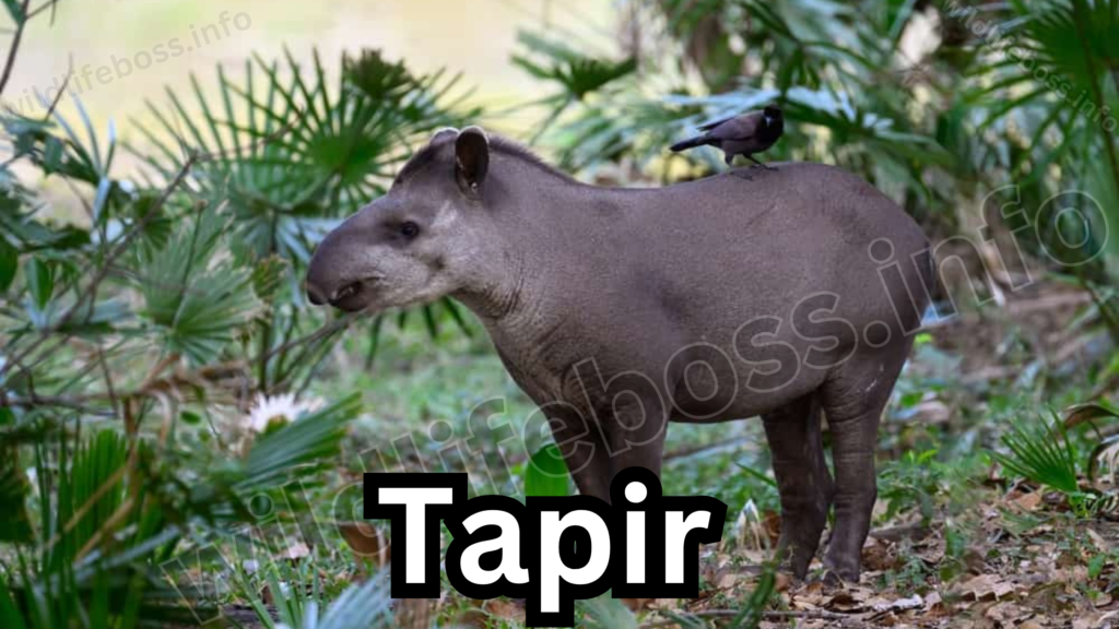 Tapir 