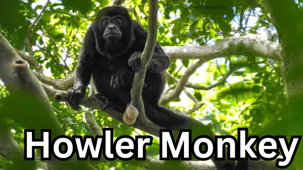 Howler Monkey