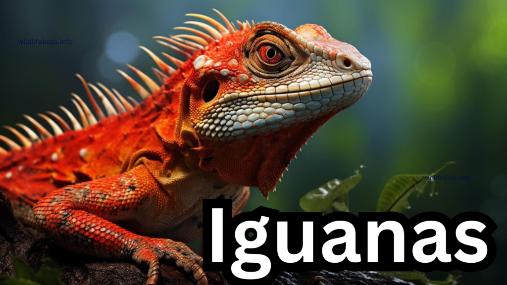 Iguanas