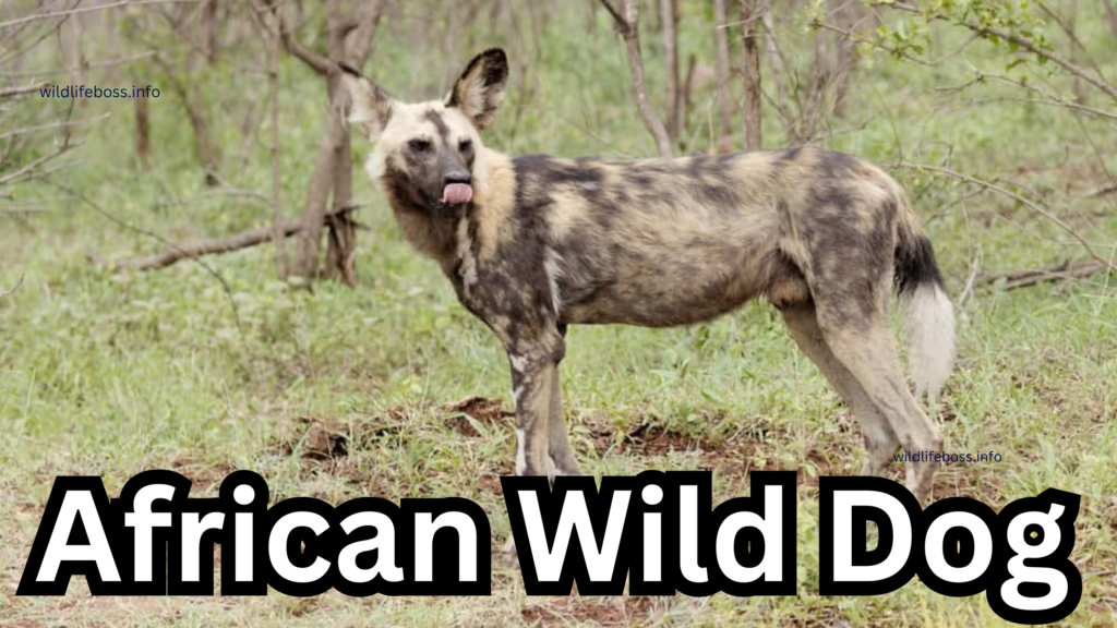 African Wild Dog 