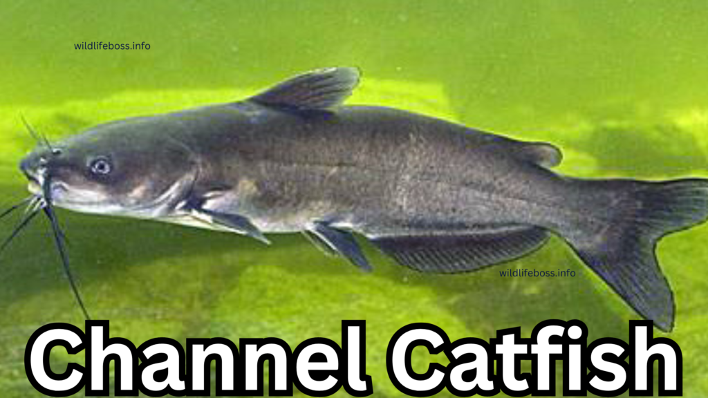 Channel Catfish