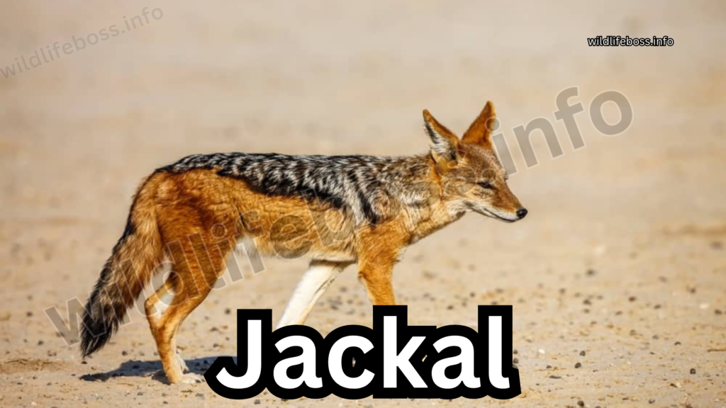 Jackal