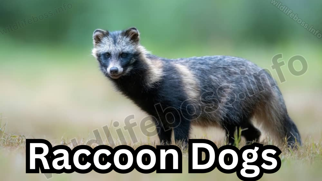 Raccoon Dogs 