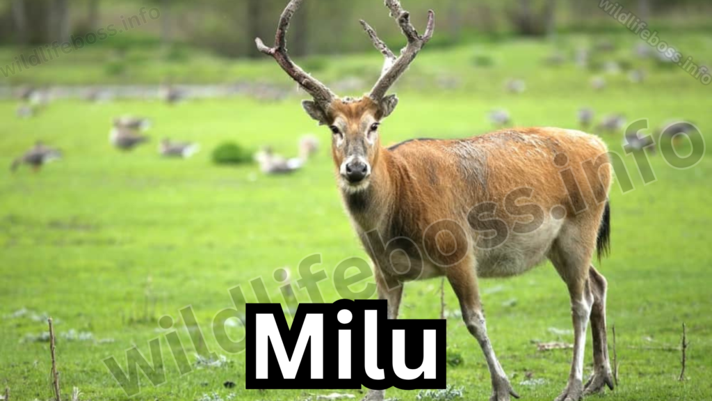 Milu