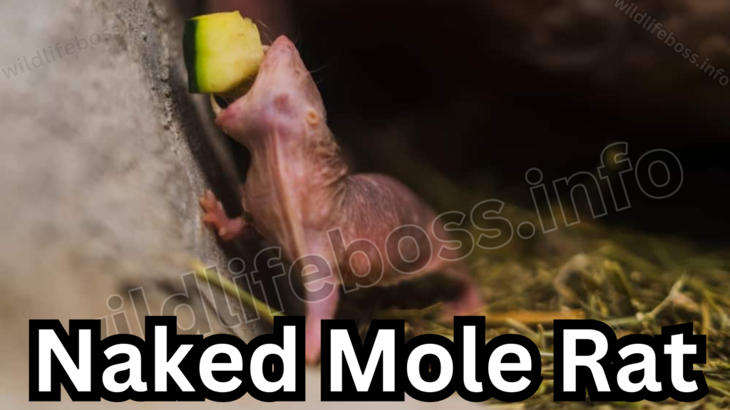 Naked Mole Rat