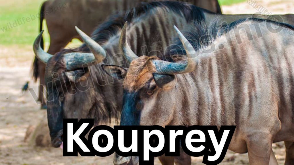 Kouprey