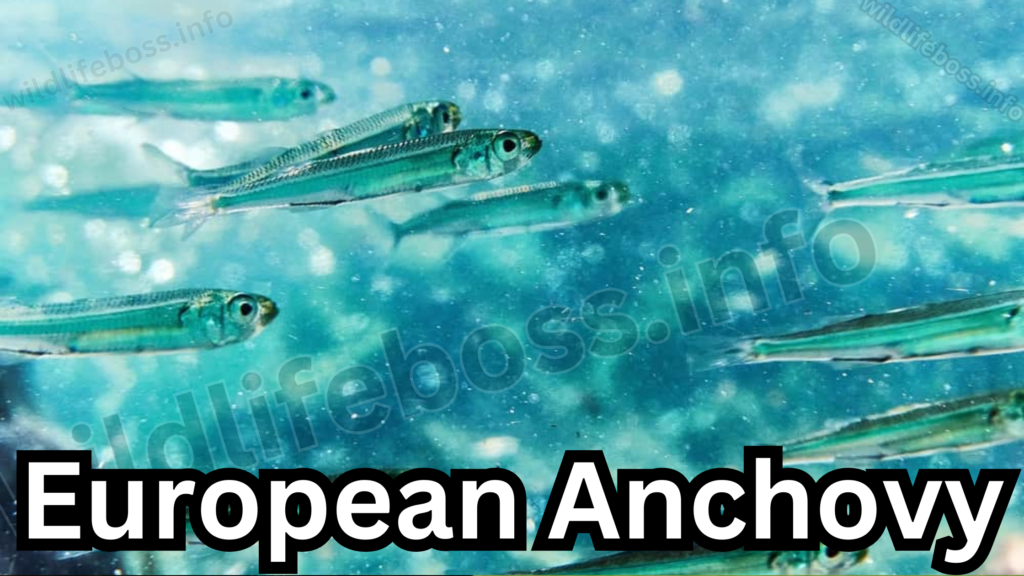 European Anchovy