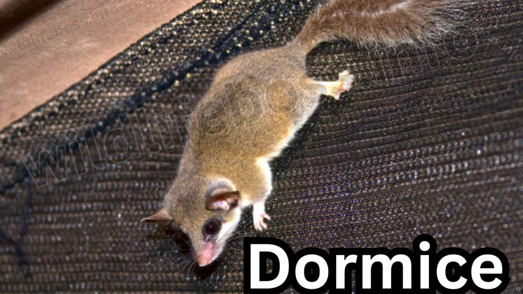 Dormice is the animals like chipmunks