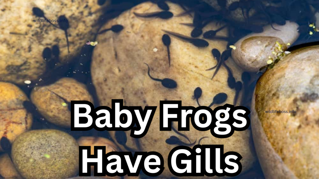 Baby Frogs Have Gills