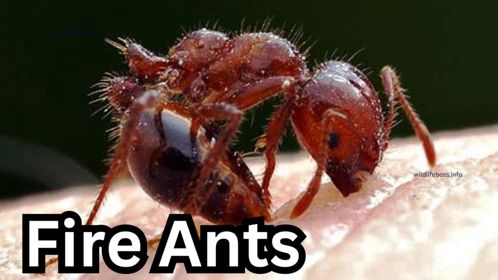 Fire Ants