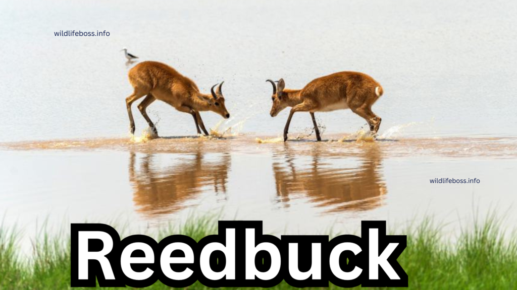 Reedbuck