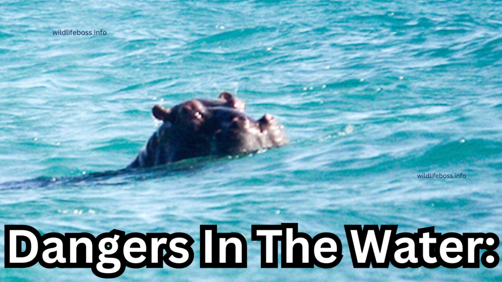 Dangers In The Water: