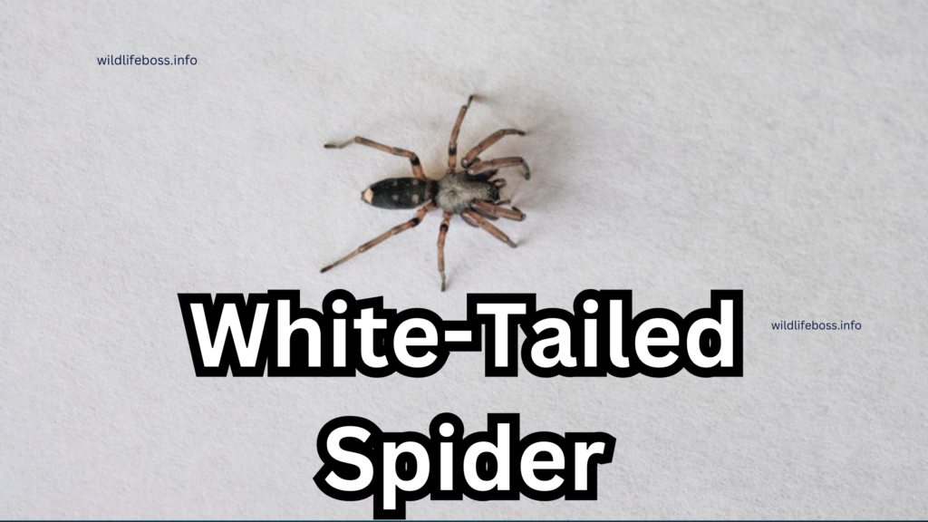 White-Tailed Spider