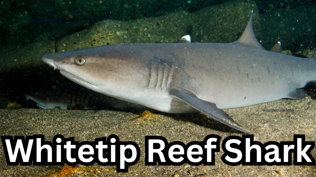 Whitetip Reef Shark