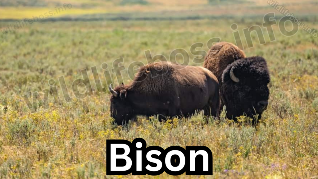 Bison