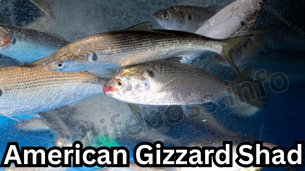 American Gizzard Shad