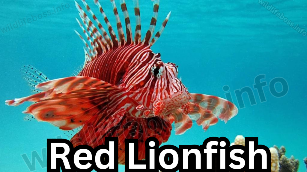 Red Lionfish