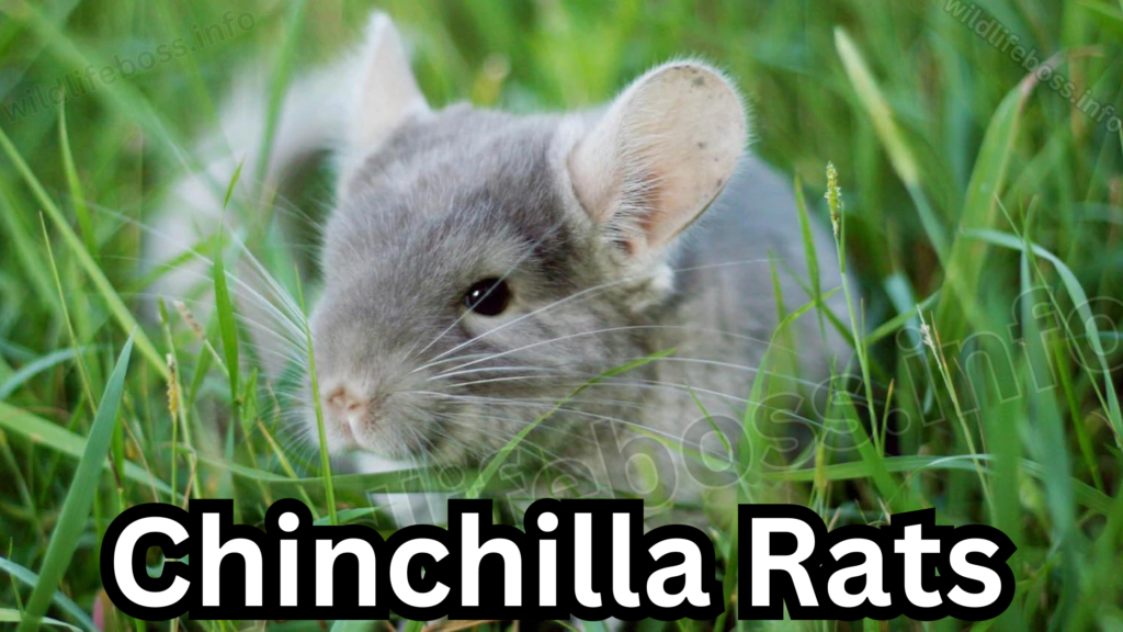 Chinchilla Rats