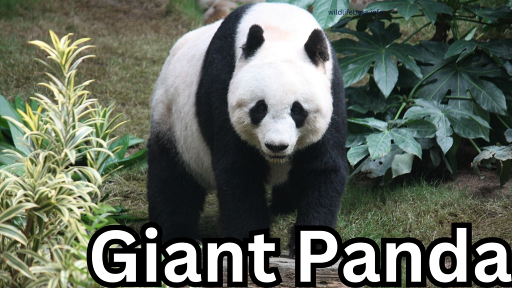 Giant Panda