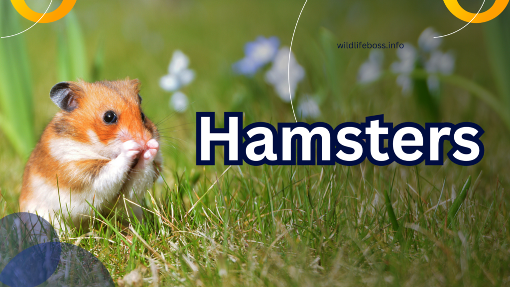 Hamsters