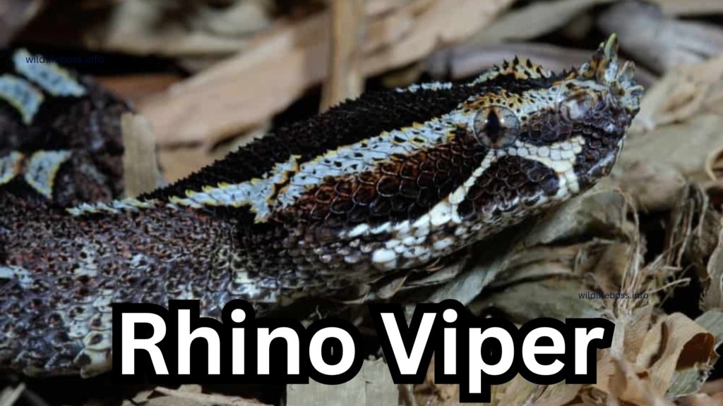 Rhino Viper