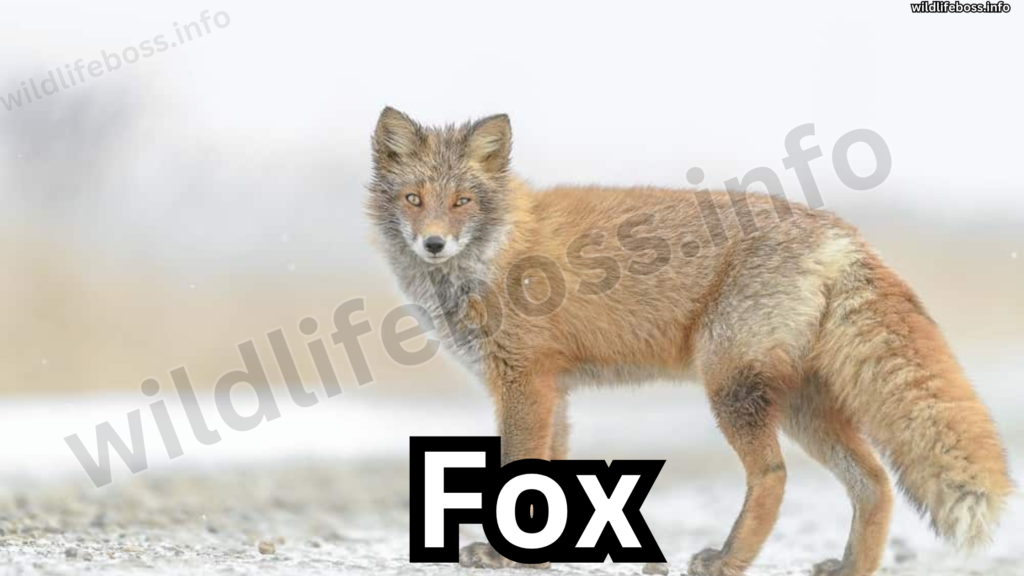 Fox