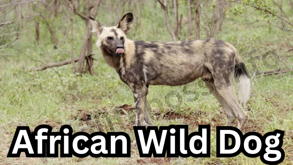 African Wild Dog 