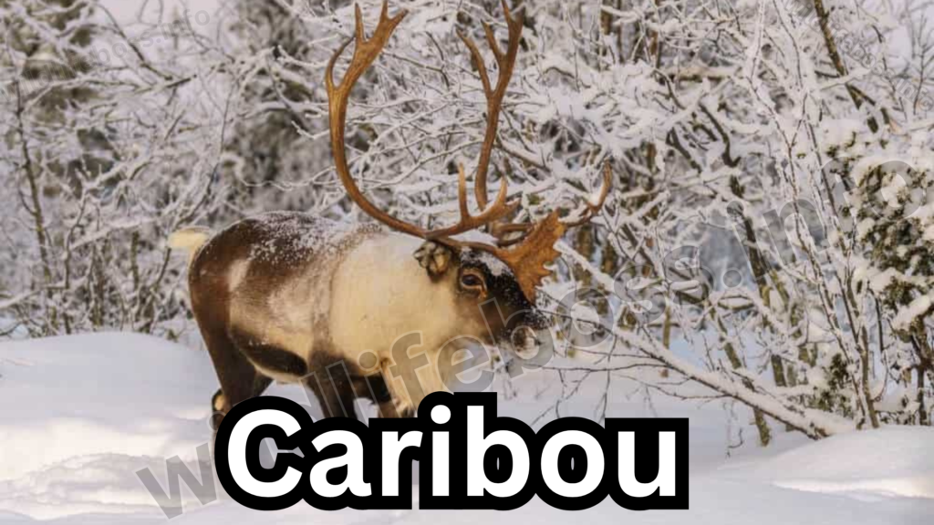 Caribou is similar to the animals like elk