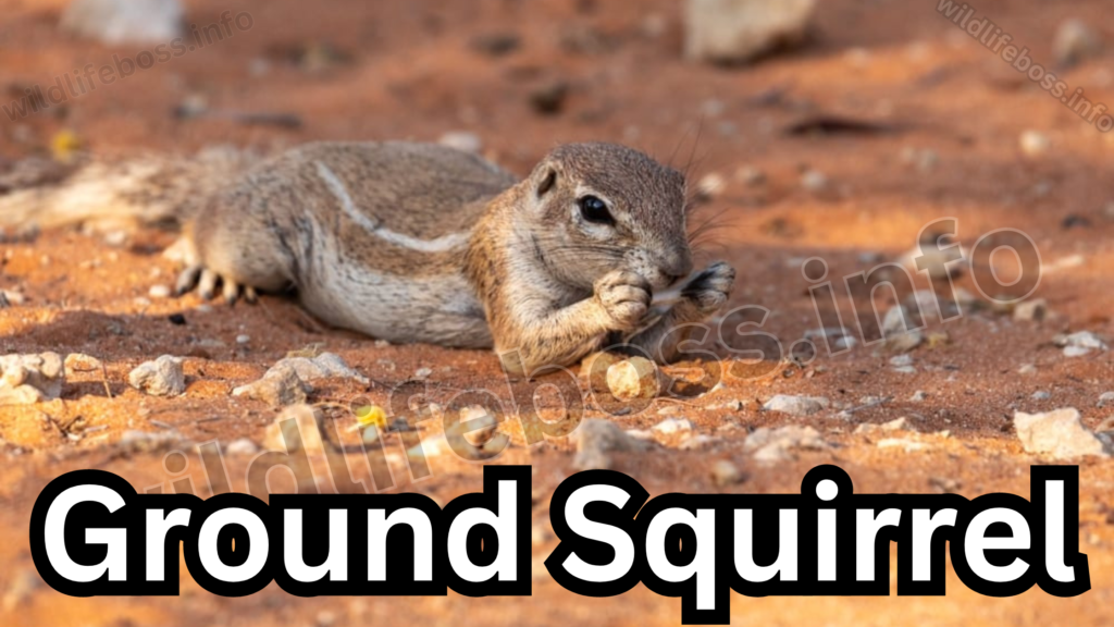 Ground Squirrel