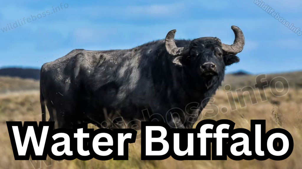 Water Buffalo