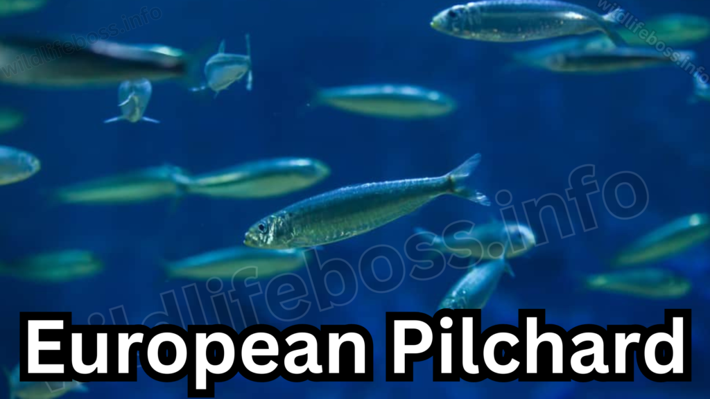 European Pilchard