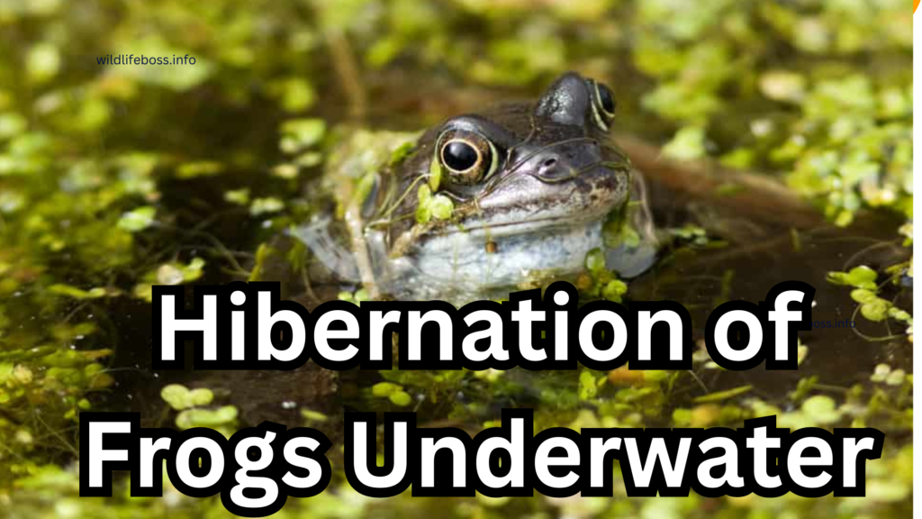 Hibernation of Frogs Underwater