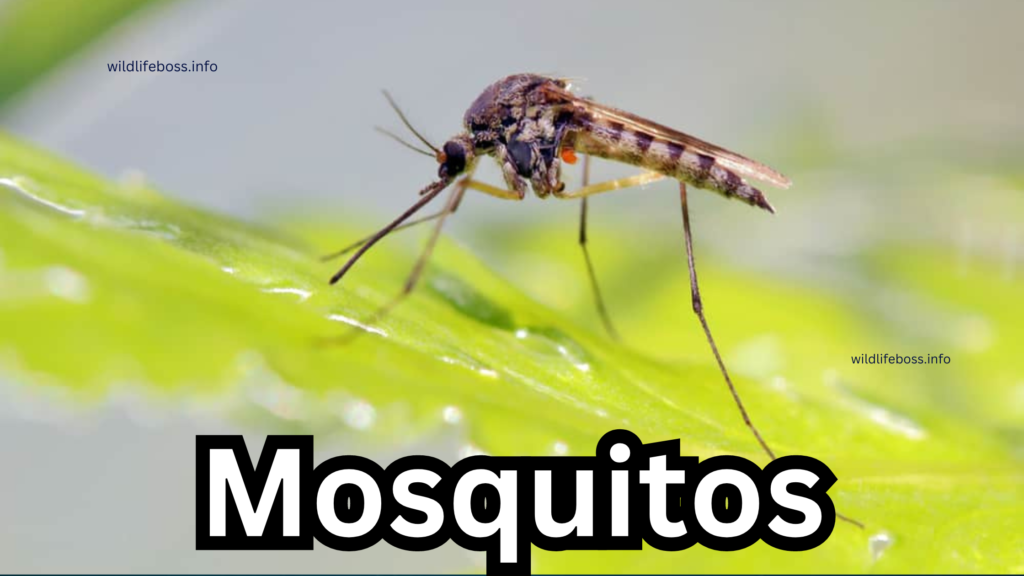 Mosquitos