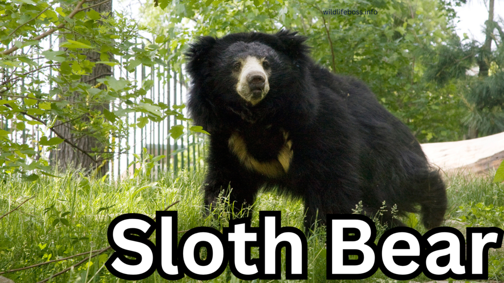 Sloth Bear