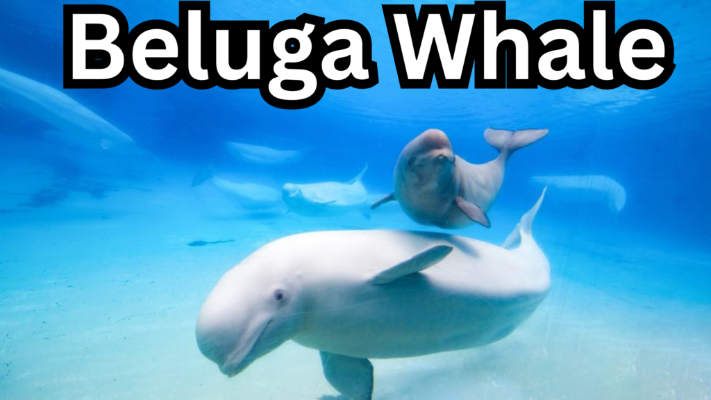 Beluga Whale