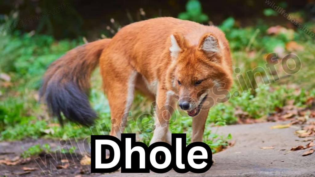 Dhole 